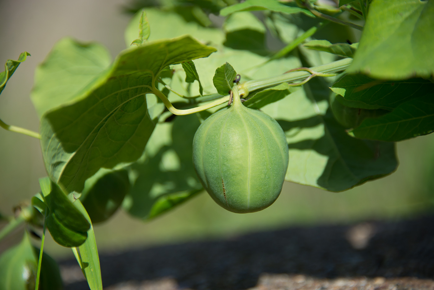 Изображение особи Aristolochia clematitis.