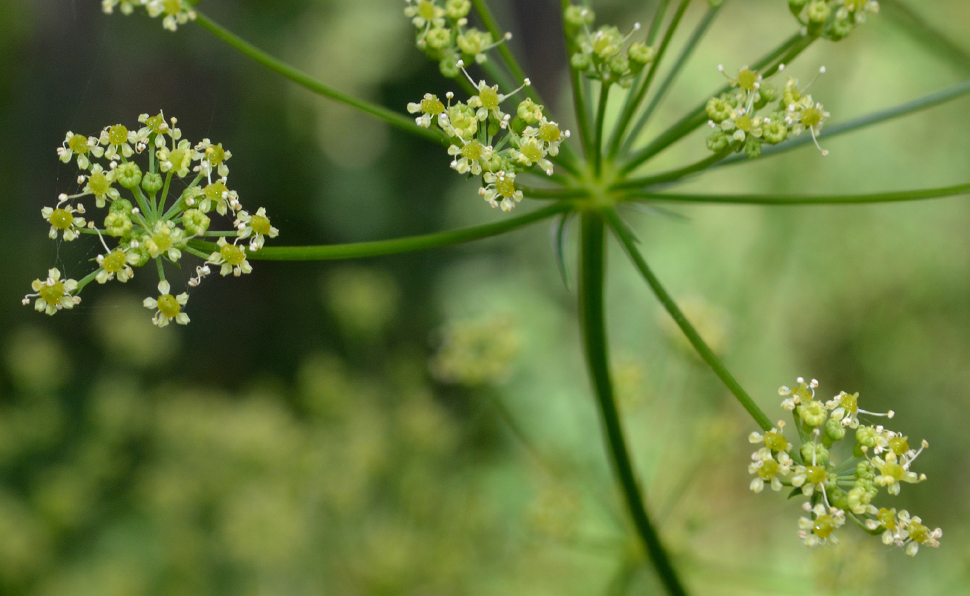 Изображение особи Xanthoselinum alsaticum.