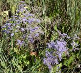 Limonium gmelinii