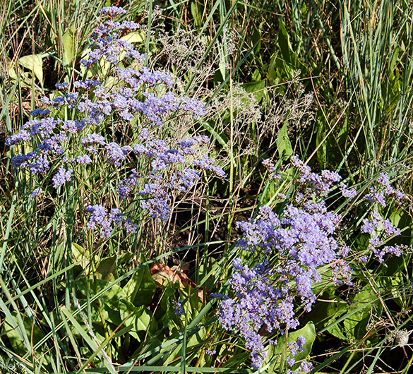 Изображение особи Limonium gmelinii.