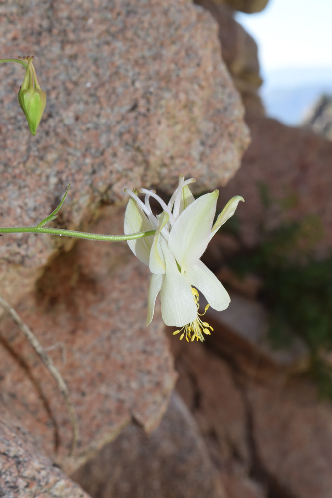 Image of Aquilegia tianschanica specimen.