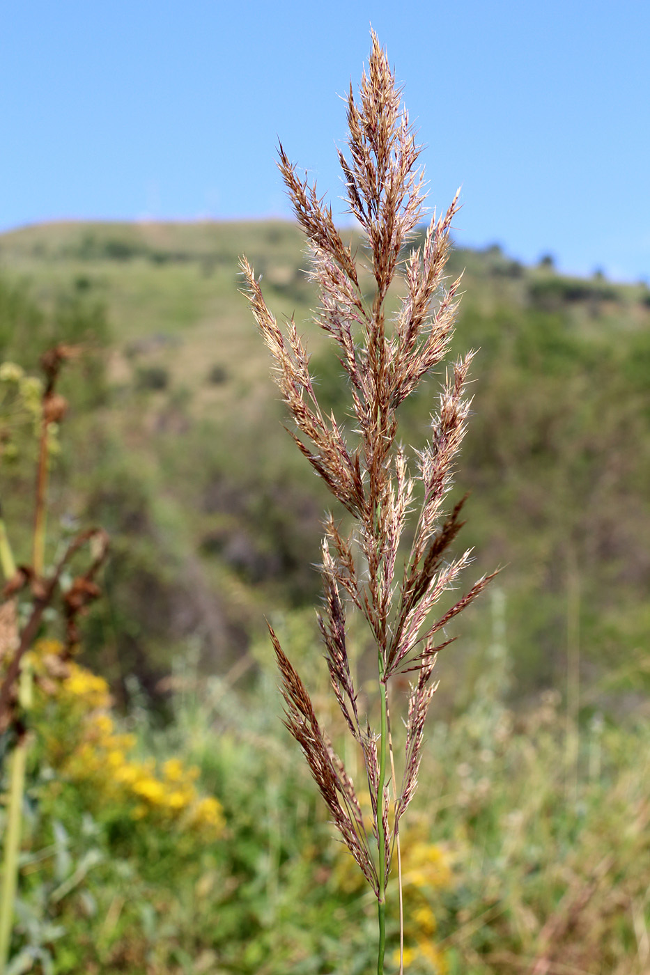 Изображение особи Calamagrostis pseudophragmites.