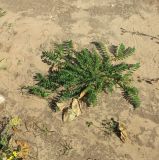 Astragalus boeticus