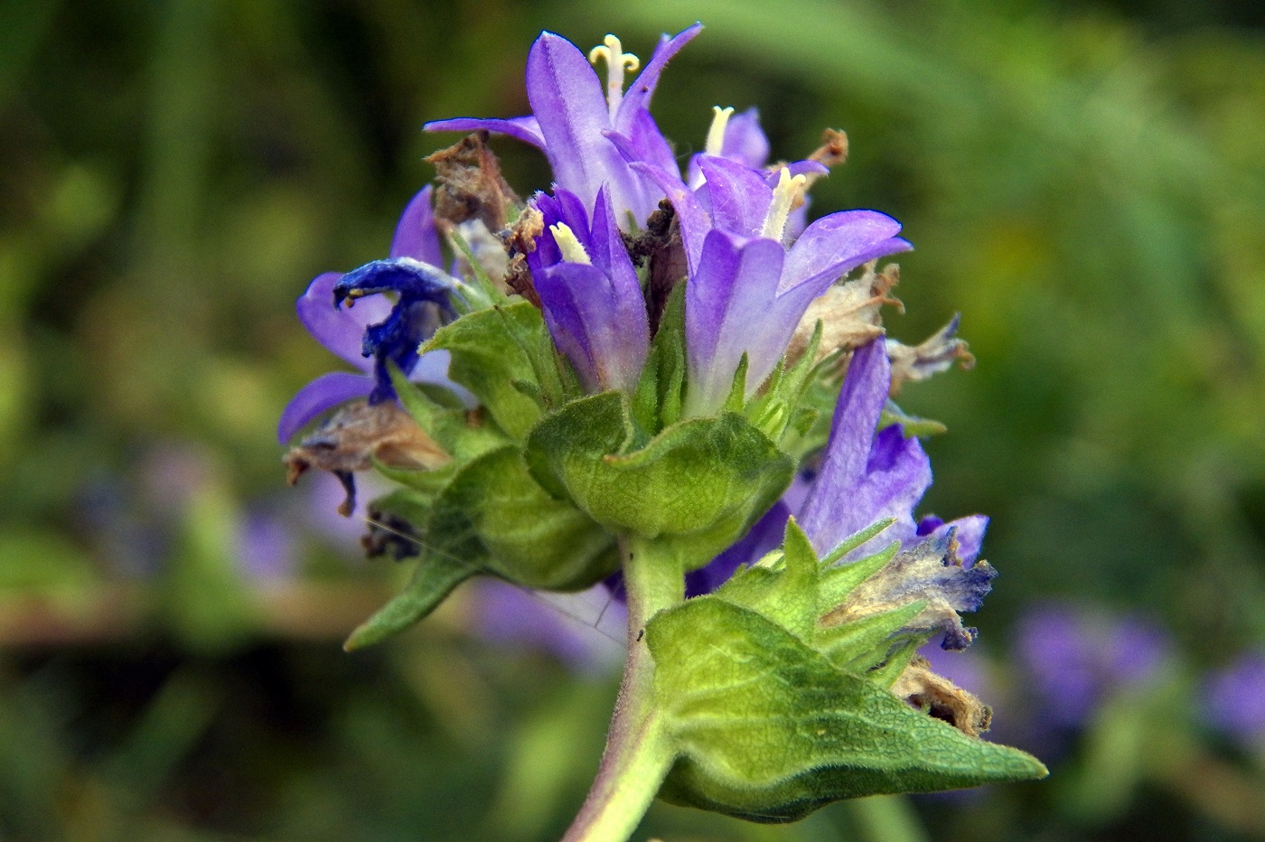 Image of Campanula farinosa specimen.