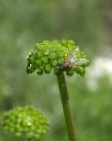 Angelica purpurascens