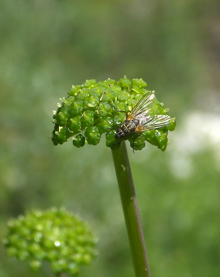 Изображение особи Angelica purpurascens.