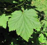 Ribes biebersteinii
