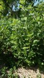 Ribes × nidigrolaria