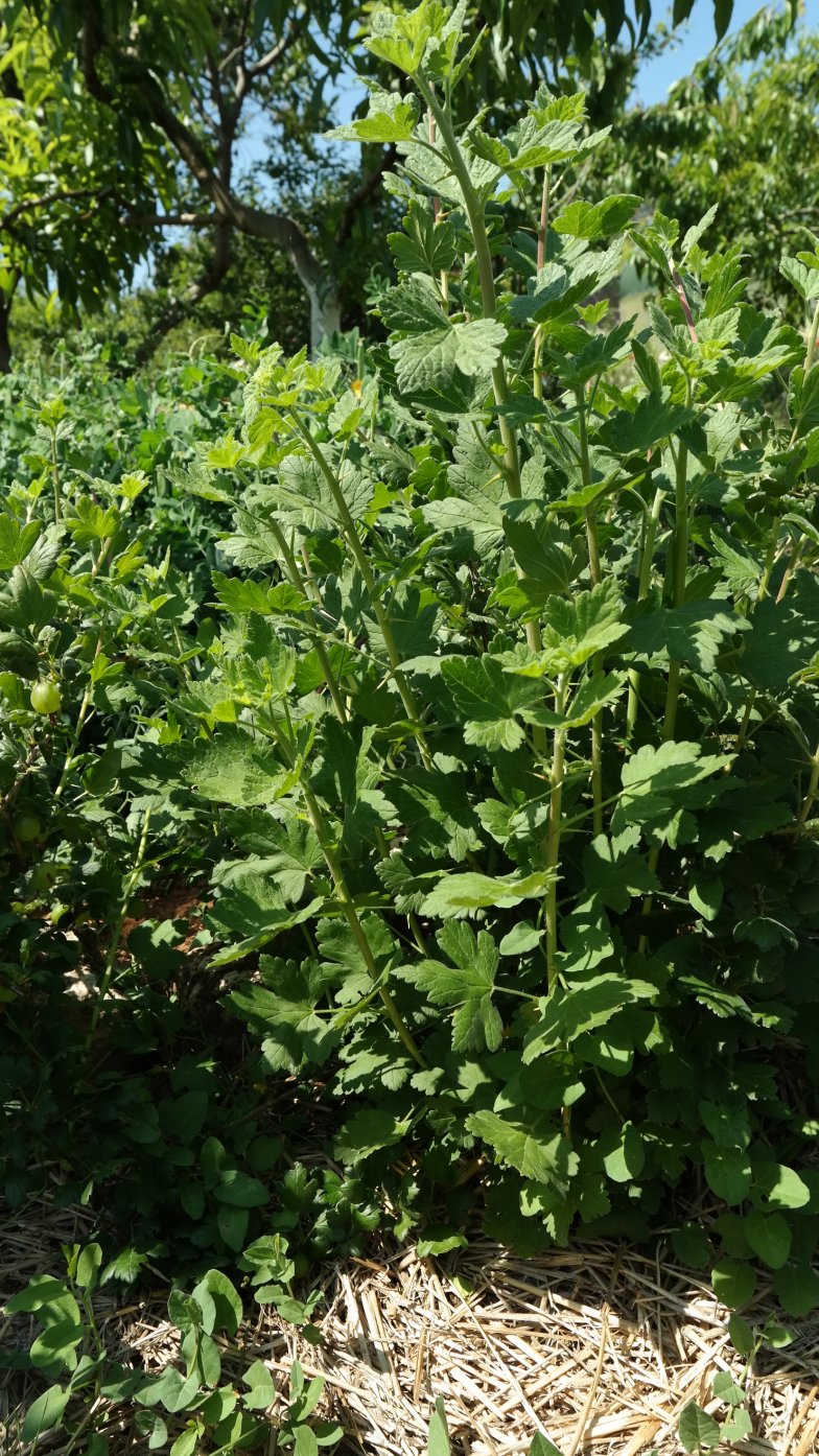 Image of Ribes &times; nidigrolaria specimen.