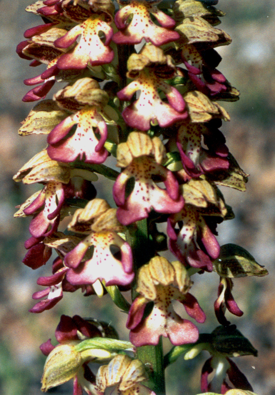 Image of Orchis × wulffiana specimen.