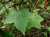 Ribes mandshuricum. Листья. Приморье, окр. г. Находка, смешанный лес. 07.09.2016.