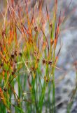 Juncus trifidus. Верхушки побегов с соплодиями. Исландия, окр. ледника Эйриксйокюдль, лавовое поле Хальмундархраун. 09.08.2016.