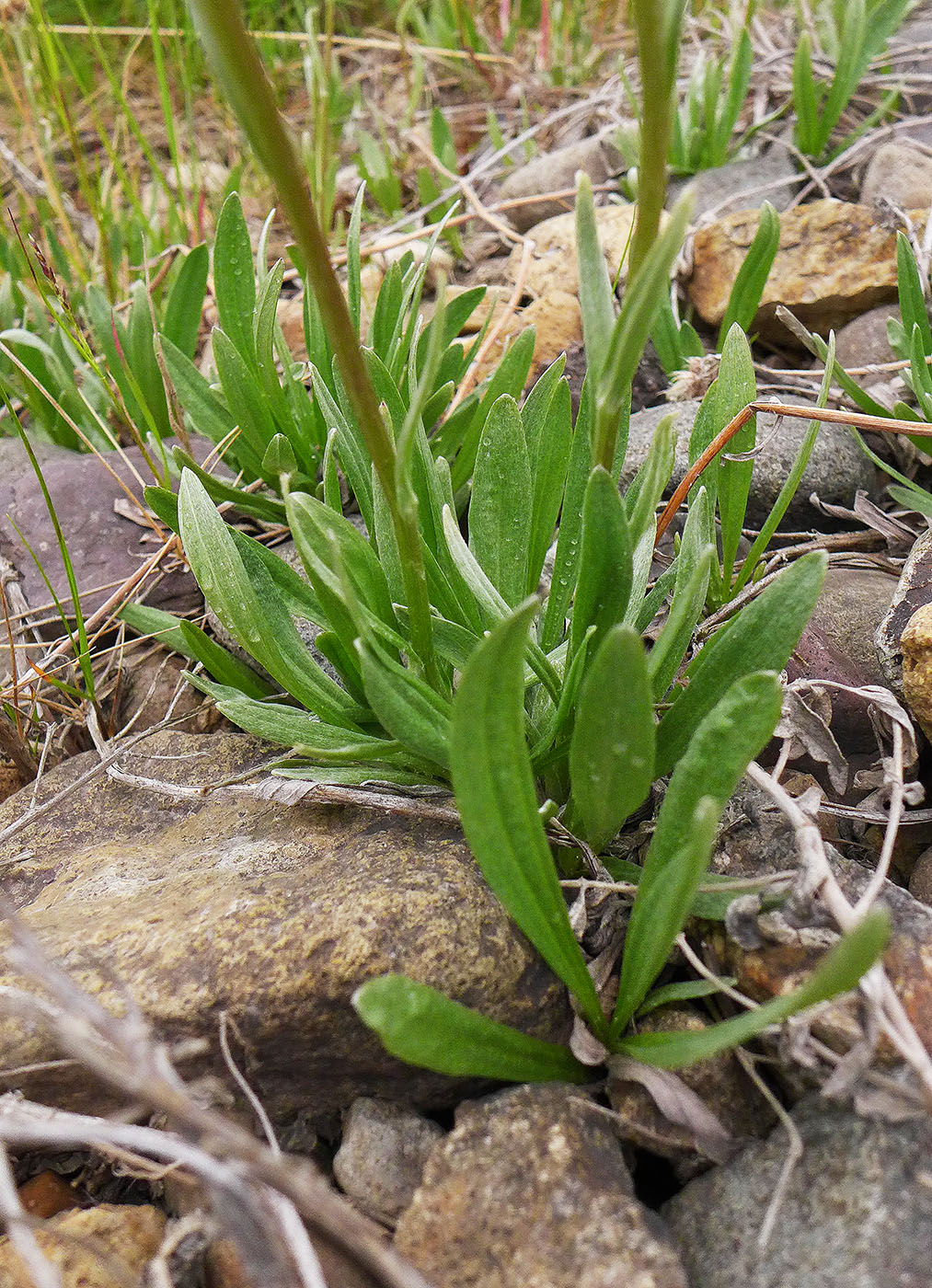 Изображение особи Antennaria lanata.