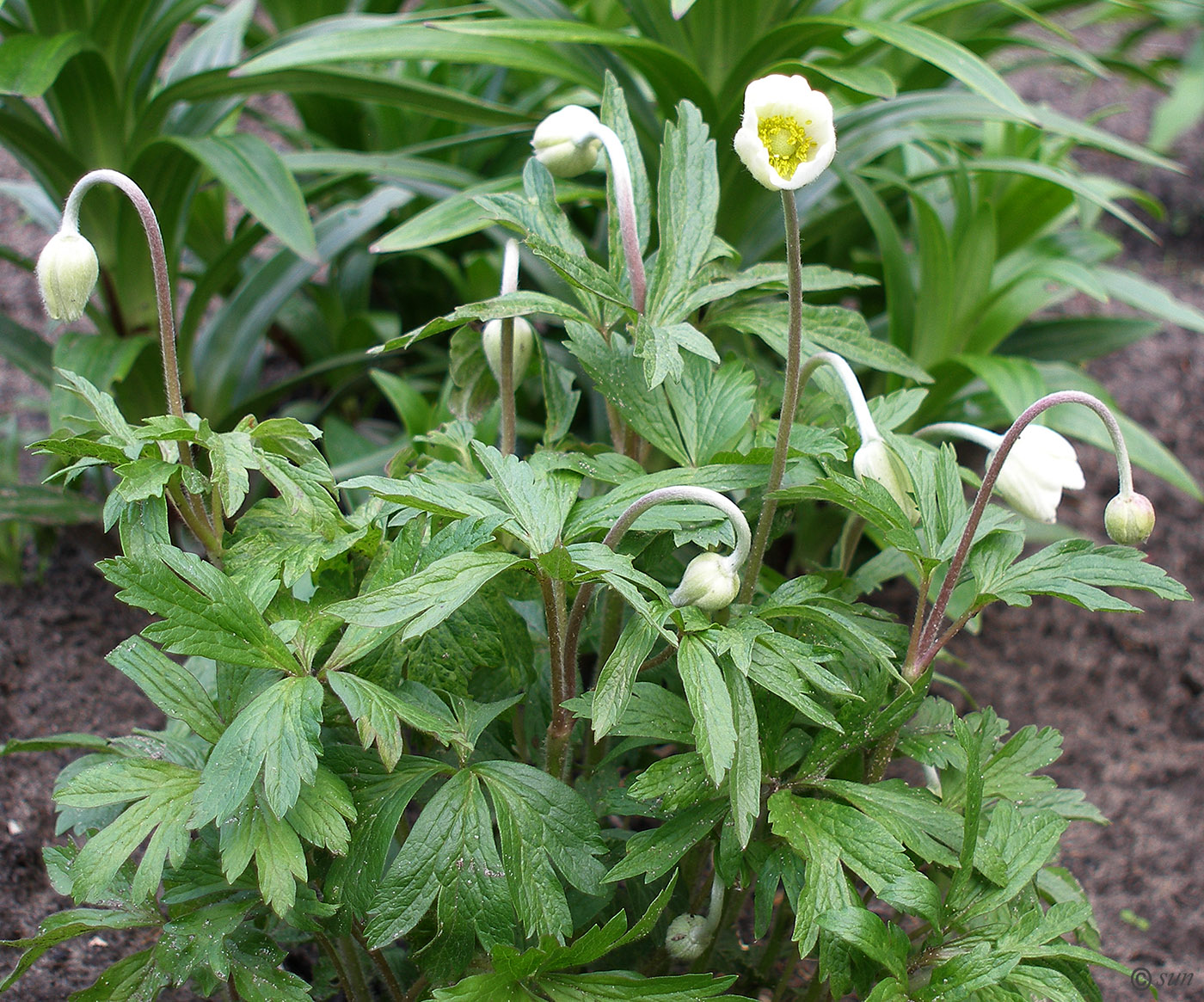 Изображение особи Anemone sylvestris.