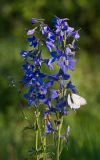 род Delphinium. Верхушка цветущего растения с кормящейся бабочкой-боярышницей. Республика Алтай, Шебалинский р-н, с. Камлак, Горно-Алтайский ботанический сад, экспозиция. 18.06.2016.