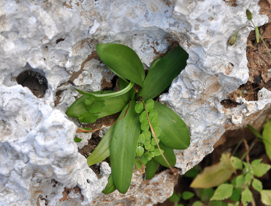 Изображение особи Habenaria socotrana.