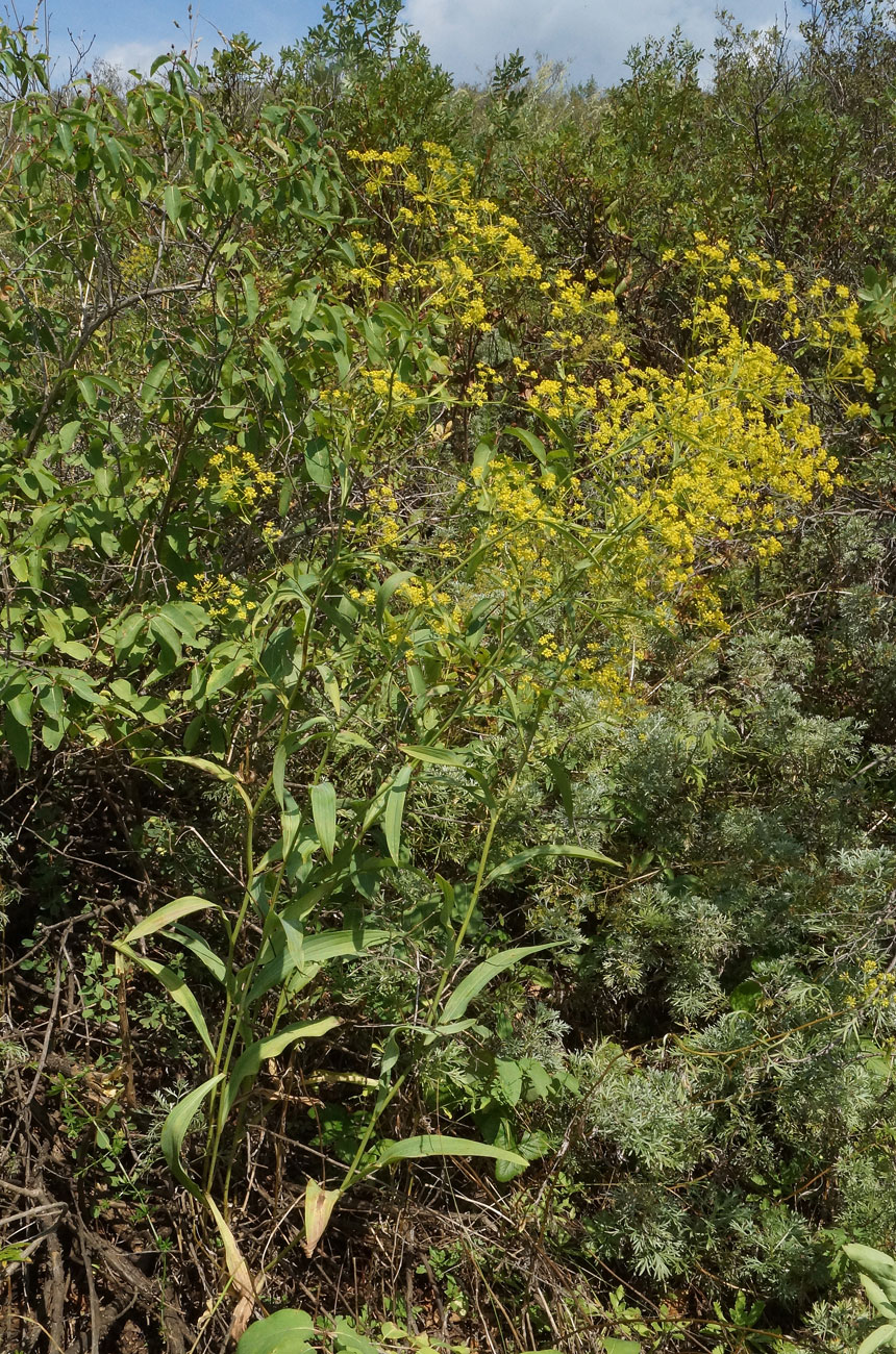 Image of Bupleurum krylovianum specimen.