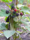 Rubus