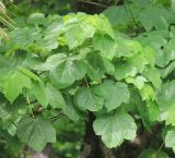 Acer obtusatum. Листья. Черноморское побережье Кавказа, г. Сочи, в культуре. 28 мая 2015 г.