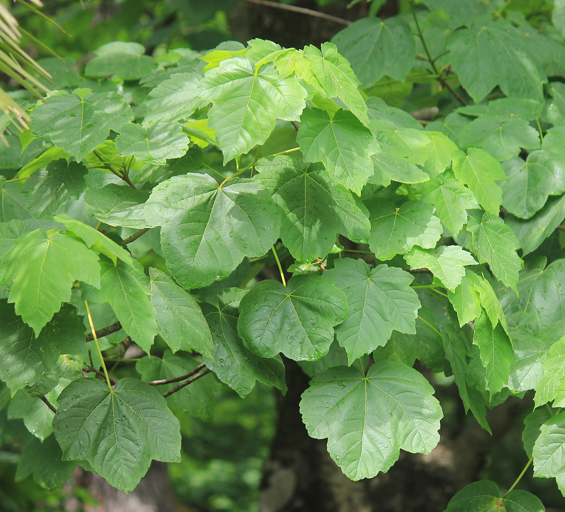 Image of Acer obtusatum specimen.