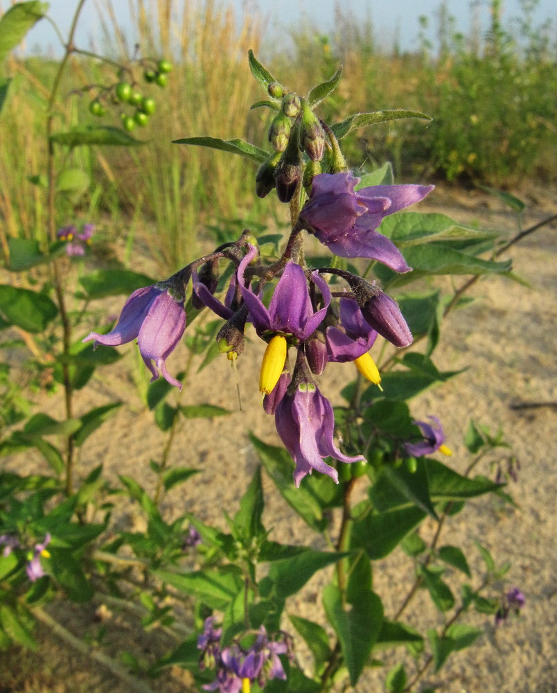 Изображение особи Solanum dulcamara.