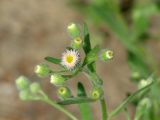 Erigeron acris. Верхушка зацветающего растения. Иркутская обл., Ангарский р-н, окр. дер. Зуй, луг. 25.06.2013.
