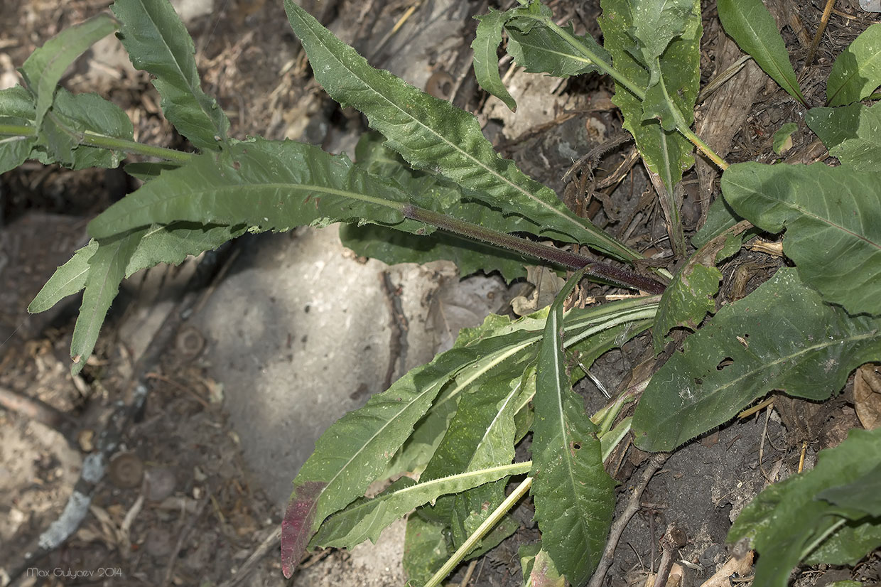 Image of Picris hieracioides specimen.