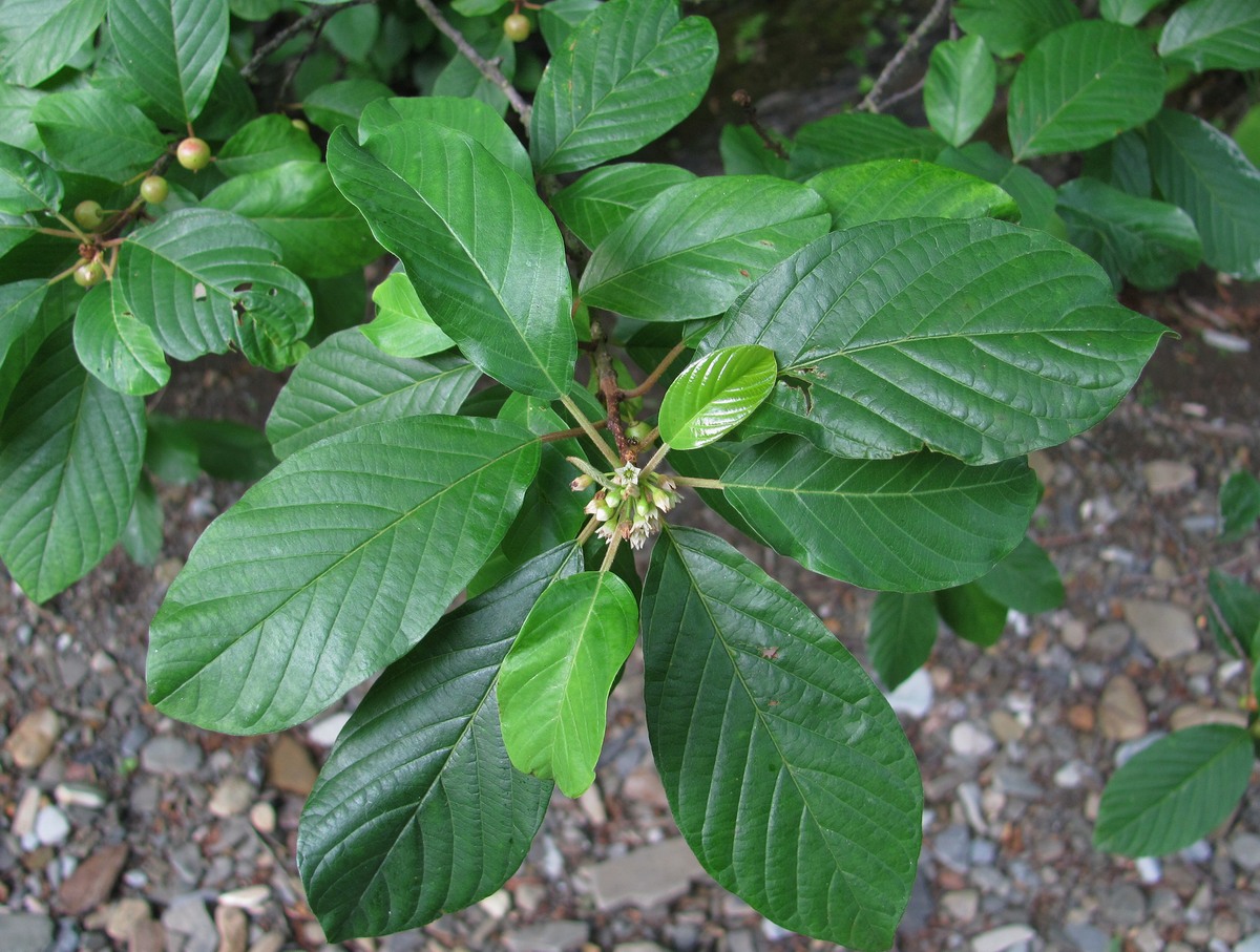 Image of Frangula alnus specimen.