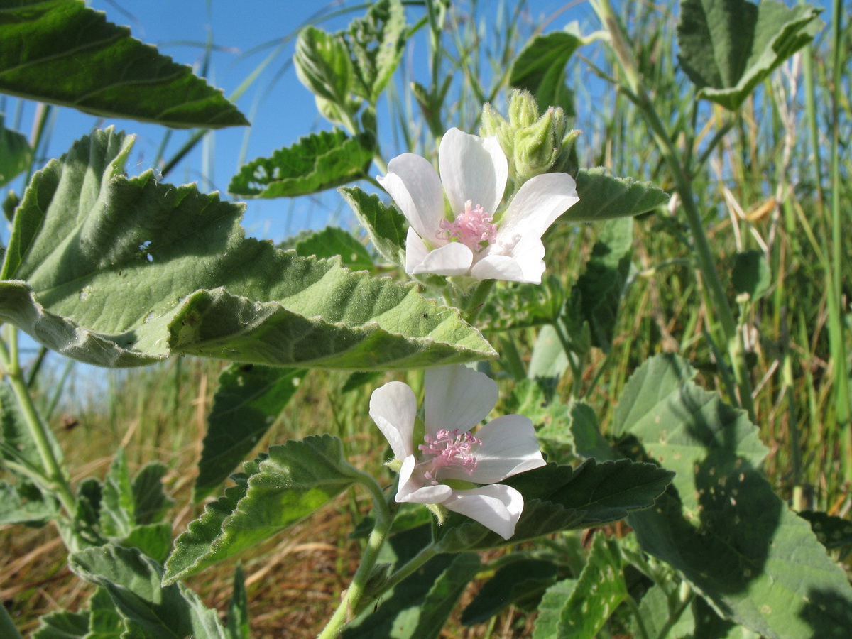 Image of Althaea officinalis specimen.