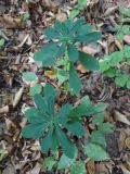 Euphorbia amygdaloides