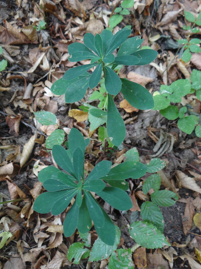 Изображение особи Euphorbia amygdaloides.