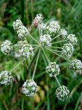 Angelica sylvestris