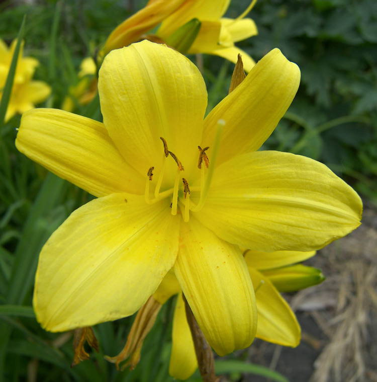 Изображение особи Hemerocallis dumortieri.