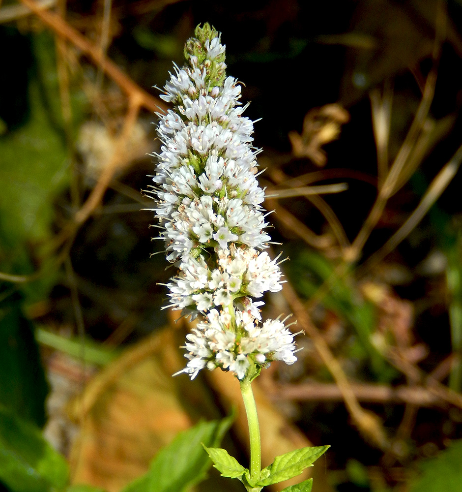 Image of Mentha spicata specimen.