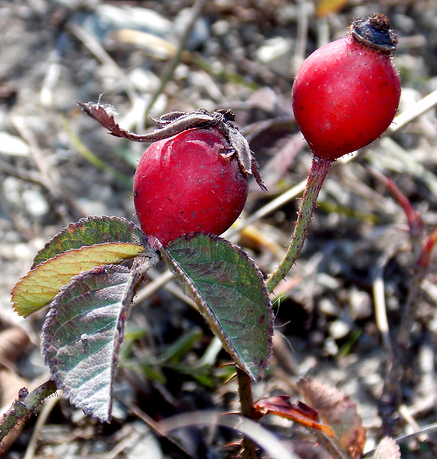 Image of Rosa gallica specimen.