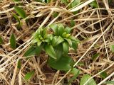 Fritillaria camschatcensis