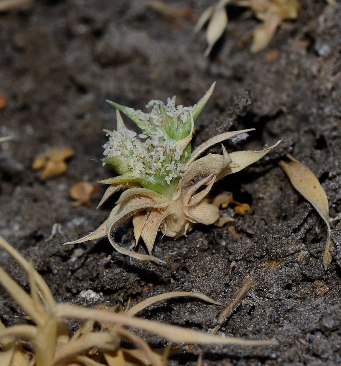 Изображение особи Crypsis schoenoides.