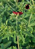 Potentilla thurberi