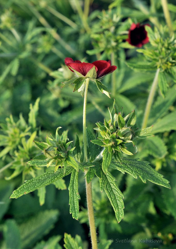 Image of Potentilla thurberi specimen.