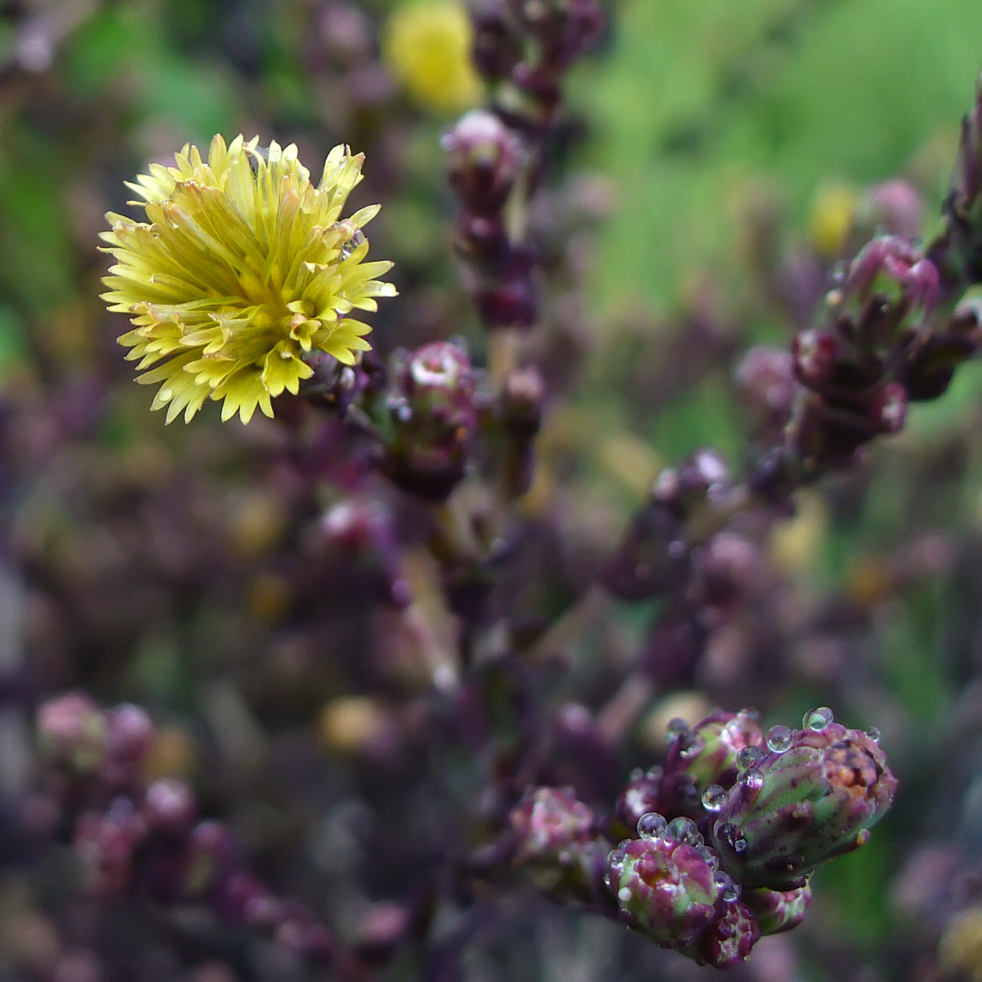 Изображение особи Lactuca sativa.