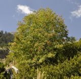 Смотреть изображение Sorbus aucuparia