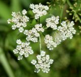 Sium sisaroideum. Соцветие (вид сверху). Узбекистан, г. Ташкент, пос. Улугбек, санитарно-защитная зона, берег р. Кумарик. 05.07.2015.