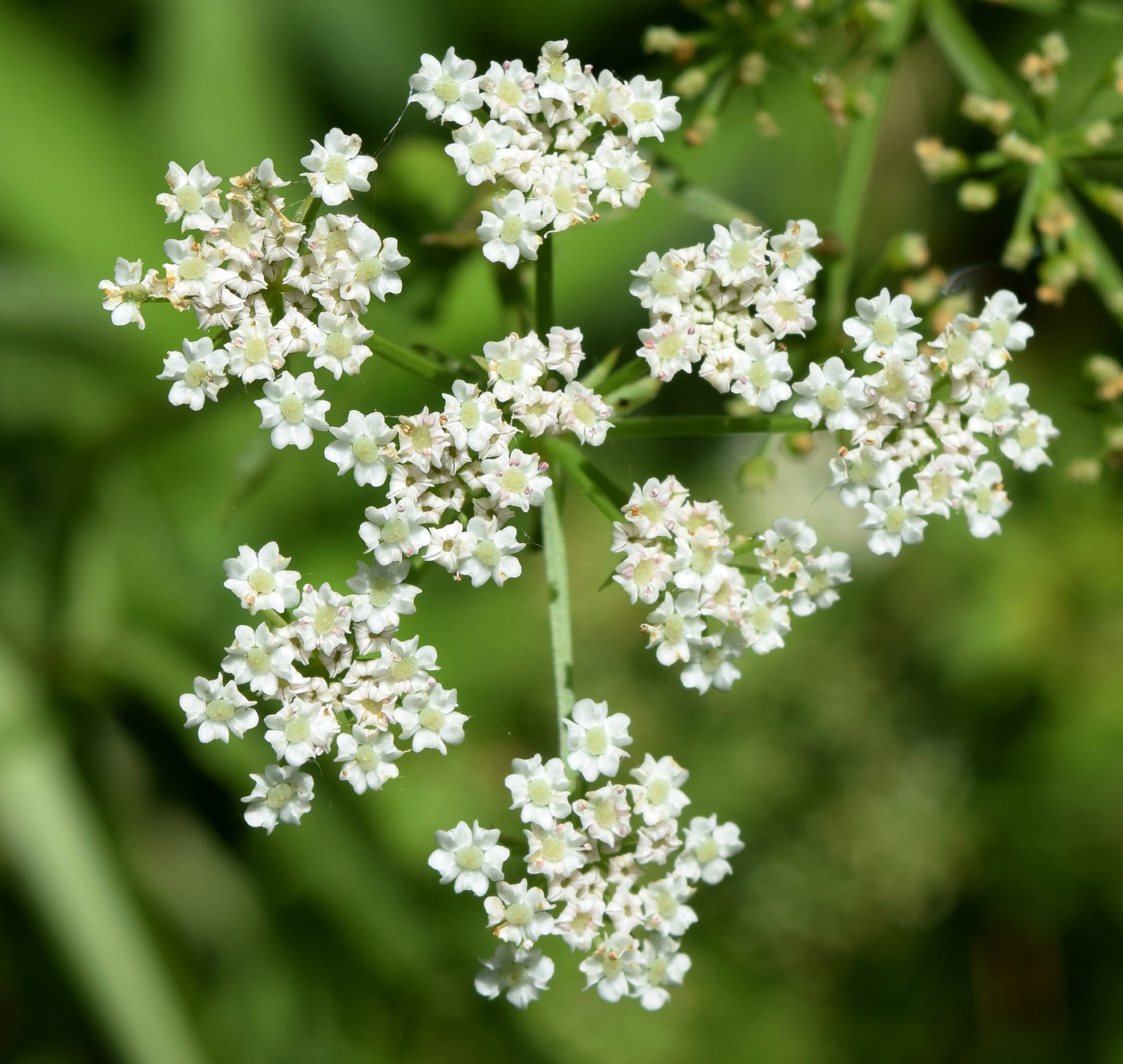 Изображение особи Sium sisaroideum.