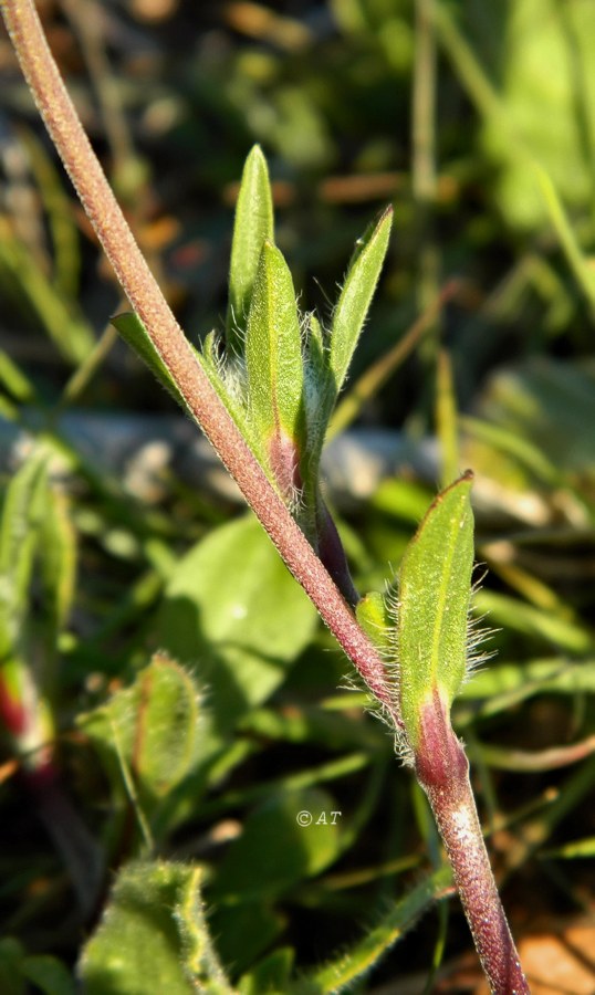 Image of Silene scabriflora specimen.