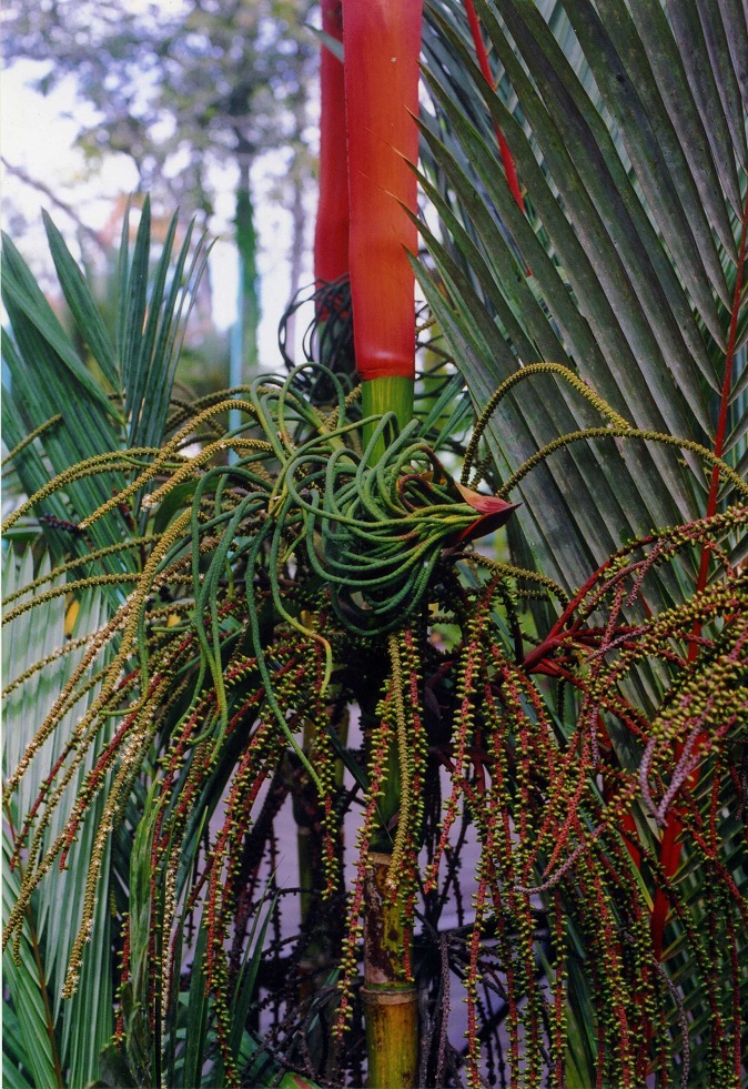 Image of familia Arecaceae specimen.