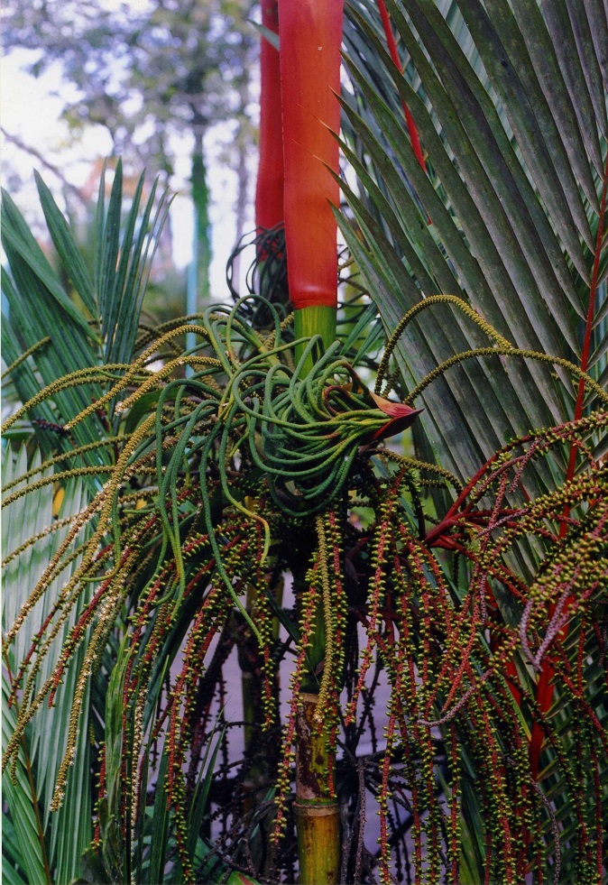 Изображение особи семейство Arecaceae.