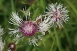 Centaurea phrygia. Соцветия (светлоцветковая форма). Костромская обл., окраина г. Кострома, долина р. Солонка, разнотравный луг. 21.07.2016.