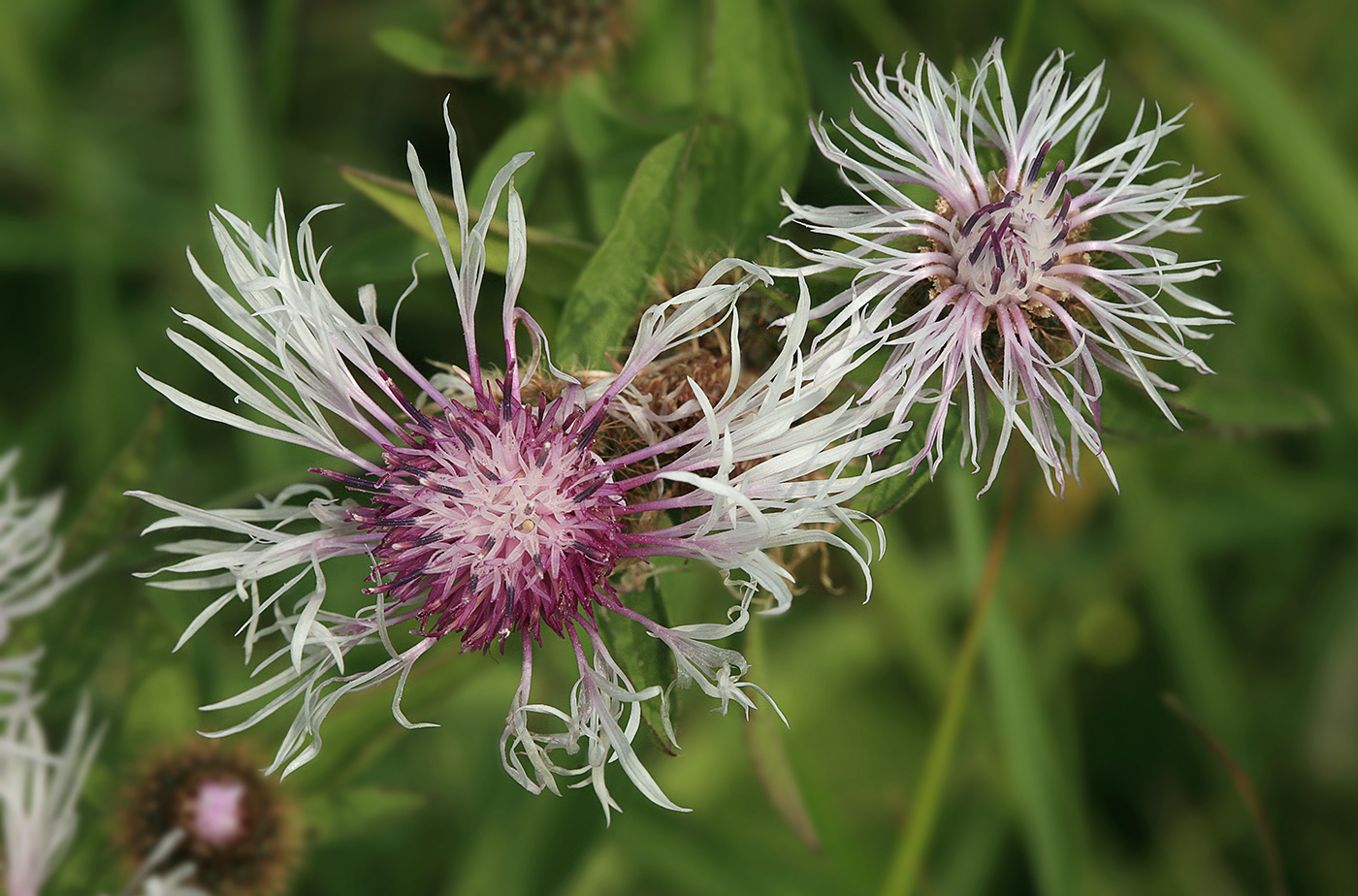 Изображение особи Centaurea phrygia.