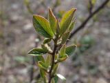 Cotoneaster lucidus