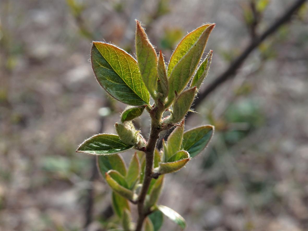 Image of Cotoneaster lucidus specimen.